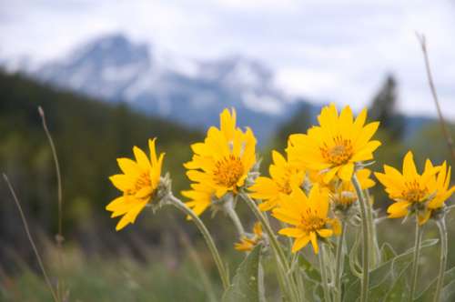 Arnica Montana